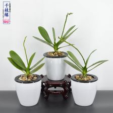養(yǎng)花苗在那里