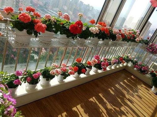 陽臺下部分封閉不通風(fēng)養(yǎng)花草