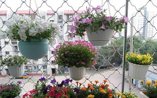 鋸屑養(yǎng)花要注意些什么