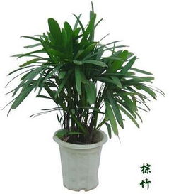 養(yǎng)花技巧棕竹