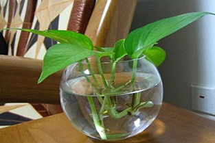 水養(yǎng)花卉營養(yǎng)液的配制