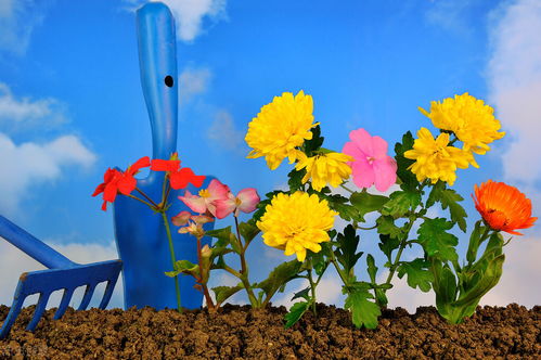 沒情調的人能養(yǎng)花嗎