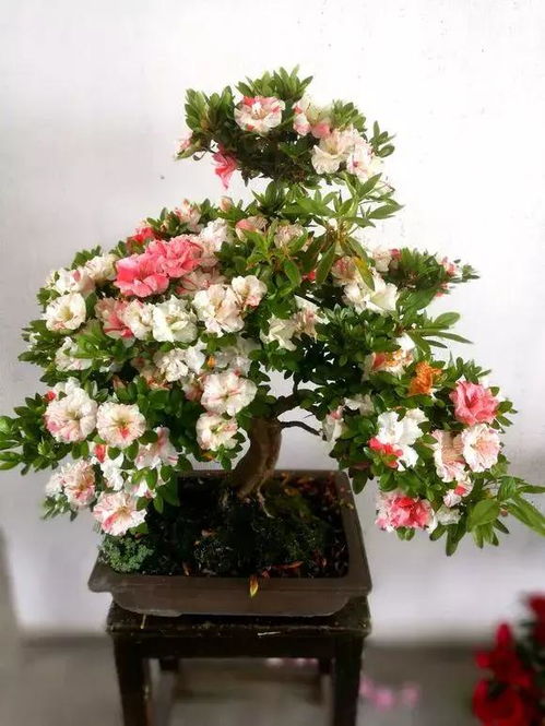 養(yǎng)花時(shí)的扣水是什么意思