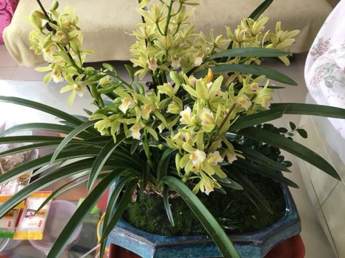 養(yǎng)花用養(yǎng)土么