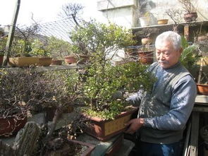 灶堂里的灰能養(yǎng)花嗎