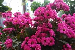 長壽花的養(yǎng)花經(jīng)驗(yàn)