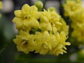 怎么養(yǎng)花花才能長得好快