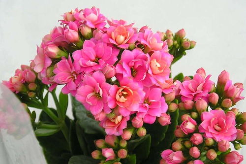 骨頭對(duì)養(yǎng)花有好處嗎
