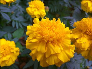 養(yǎng)花學(xué)問(wèn)對(duì)你有什么啟示
