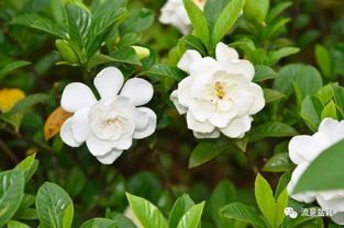 養(yǎng)花用土加沙子