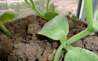 蚯蚓對(duì)養(yǎng)花的作用