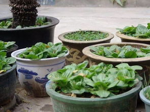 養(yǎng)花小蘇打的作用