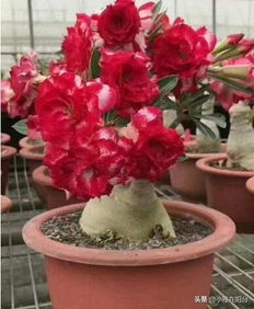 養(yǎng)花沒(méi)時(shí)間澆水怎么辦