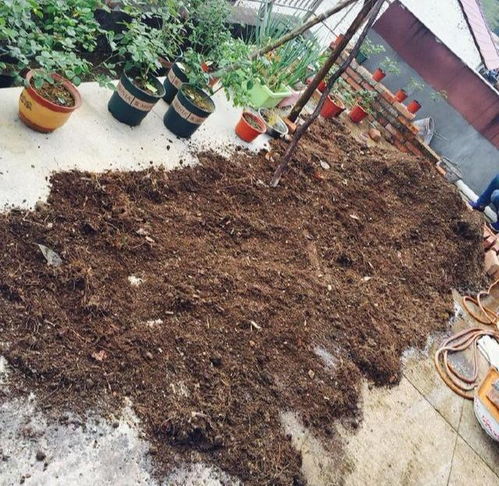 養(yǎng)花一定要腐葉土嗎