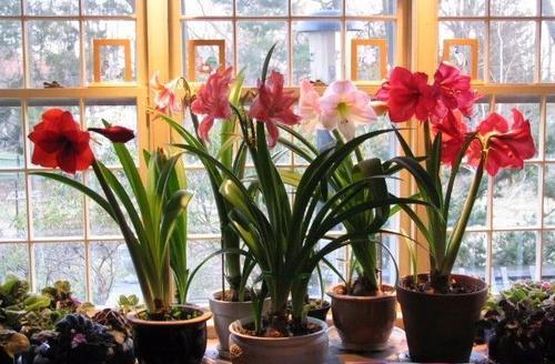 封閉陽臺通風養(yǎng)花