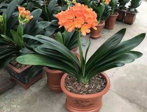 松針土養(yǎng)花水分太大怎么辦