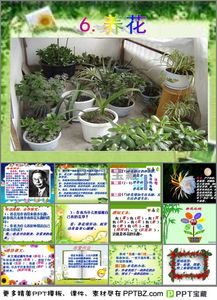 八級(jí)雙語班養(yǎng)花漢語課件