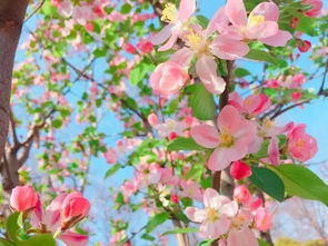 養(yǎng)花腦力勞動(dòng)指什么
