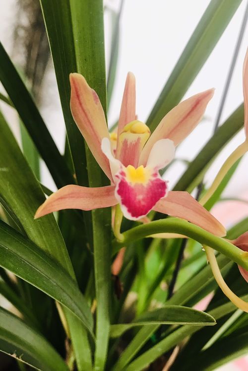 一樓陽(yáng)臺(tái)養(yǎng)花光照