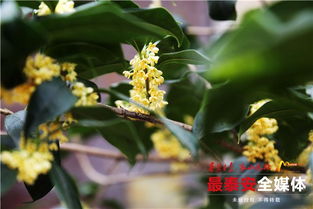 泰安樓德農村養(yǎng)花匠