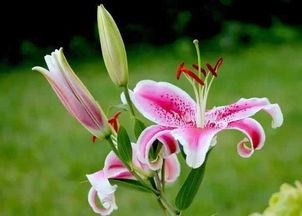 香水百合怎么養(yǎng)花期長(zhǎng)