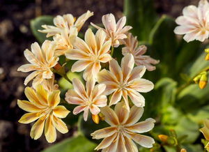 粗砂養(yǎng)花大全