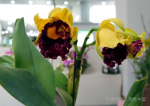 如何養(yǎng)花說說
