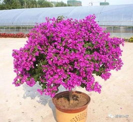 怎么樣養(yǎng)花長(zhǎng)的快