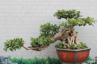 養(yǎng)花rongshu