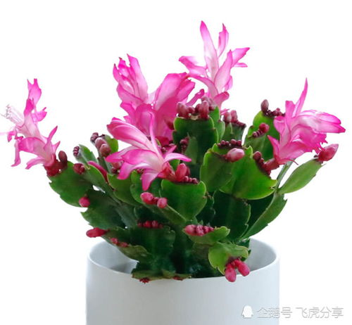 室內養(yǎng)花總長不好