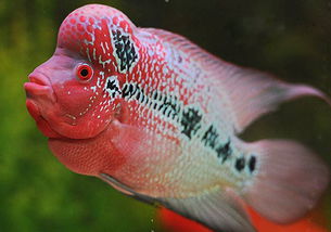 養(yǎng)花羅漢魚(yú)魚(yú)缸推薦