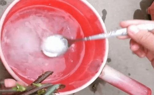 礬肥水養(yǎng)花的好處