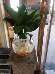 怎么在家魚(yú)缸養(yǎng)花魚(yú)