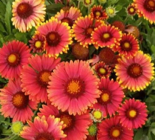 一次養(yǎng)花的經歷