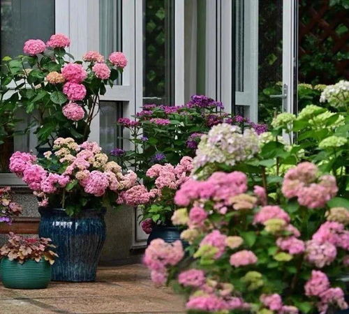 乾位上養(yǎng)花好嗎