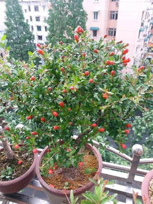 過(guò)期的油能養(yǎng)花嗎