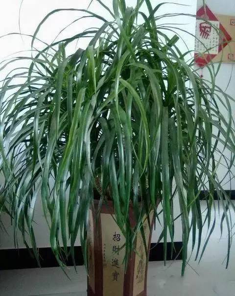 養(yǎng)花需要澆什么水才有營(yíng)養(yǎng)