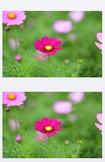 養(yǎng)花的主要內容和分層