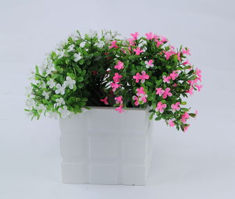 家里照不到太陽(yáng)怎樣養(yǎng)花
