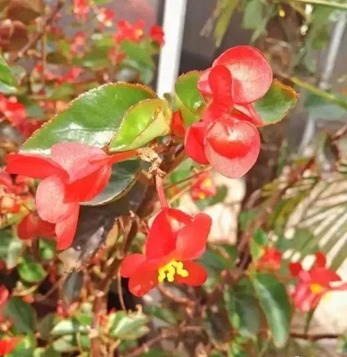 過期酵母養(yǎng)花