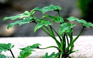 紙屑是否可以養(yǎng)花