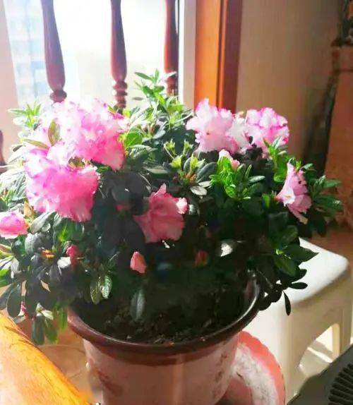 疫情期間家里可以養(yǎng)花嗎