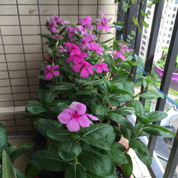作者從養(yǎng)花中獲得了無(wú)窮的樂(lè)趣