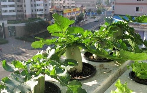 如何自制有機肥養(yǎng)花大全