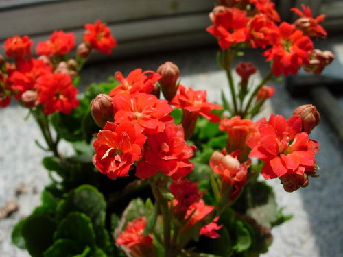 養(yǎng)花匠小齊養(yǎng)長壽花的
