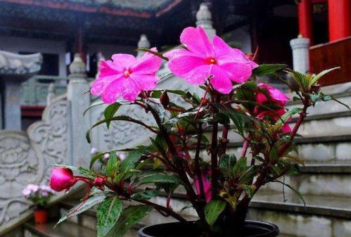 冬天室內養(yǎng)花通風