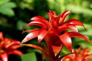 紅運(yùn)當(dāng)頭楓林養(yǎng)花