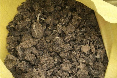 養(yǎng)花鴿子糞和土