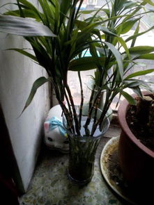 水杯怎么養(yǎng)花