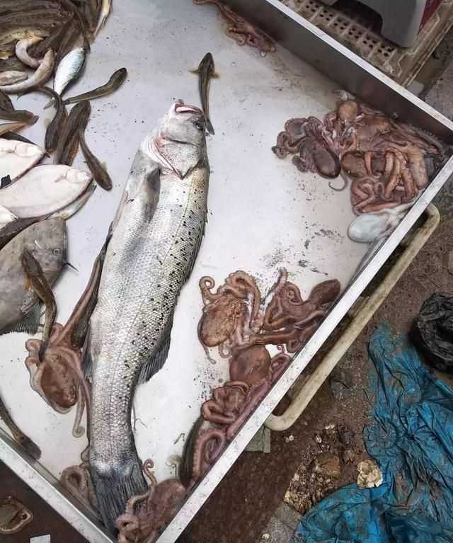 八爪魚的哪些部位不能吃，八爪魚怎么吃好吃？哪里不能吃？圖2